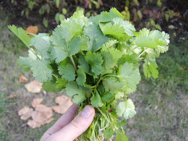 CILANTRO STANDBY CILANTRO STANDBY